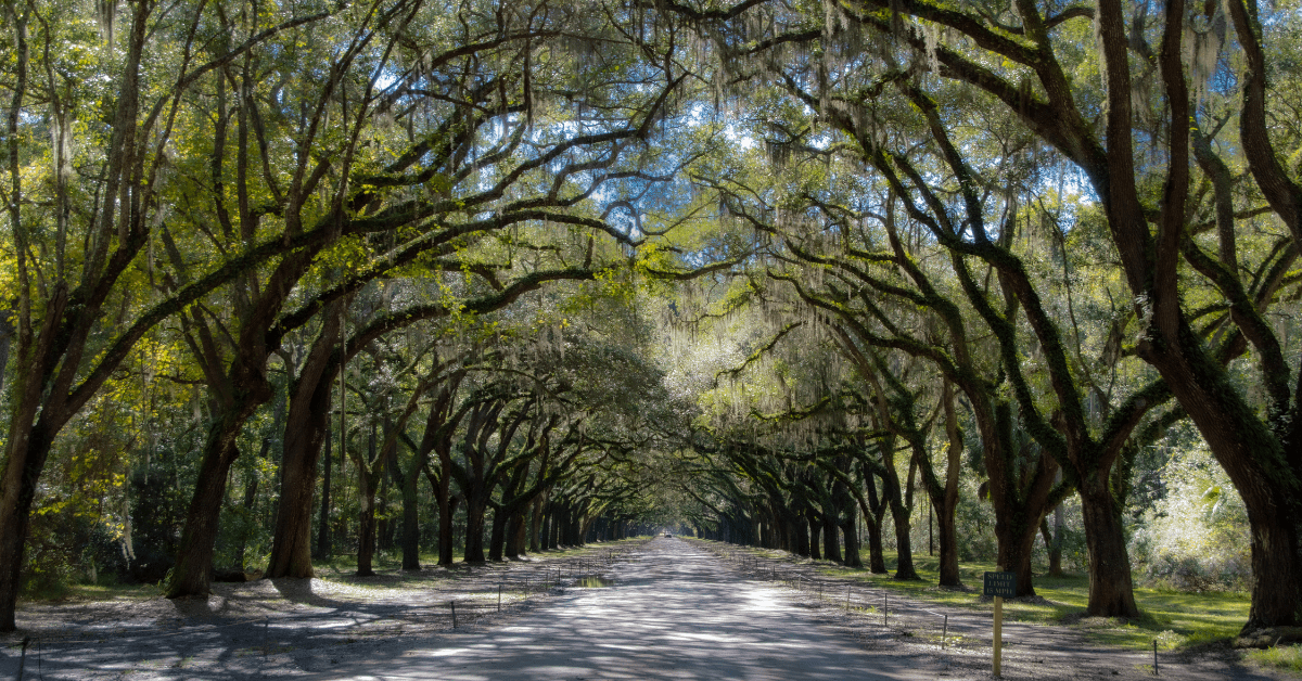 Brookhaven Georgia treeline
